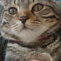 گربه نژاد دار