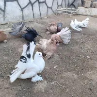 دم چتری آمریکایی|پرنده|ابریشم, |دیوار