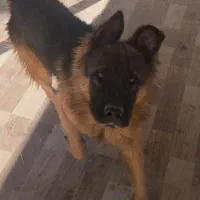 ژرمن نر فروشی جرمن