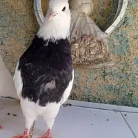 جفت طوقی سیاه بدون غلط|پرنده|سمیرم, |دیوار