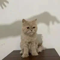 گربه اسکاتیش وبریتیش نر و ماده|گربه|کرج, گوهردشت|دیوار