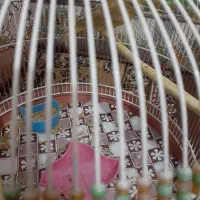 قناری ماده|پرنده|خرمشهر, |دیوار