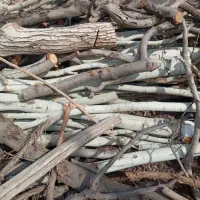 درخت و چوب شما را با بالاترین قیمت نقدی خریداریم|خدمات باغبانی و درختکاری|مشهد, کلاهدوز|دیوار