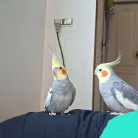 عروس هلندی با قفس