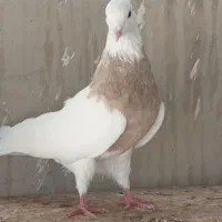 طوقی|پرنده|امیدیه, |دیوار