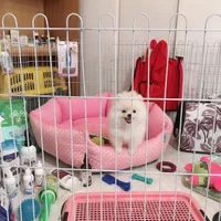 واگذاری توله سگ خرسی تیکاپ