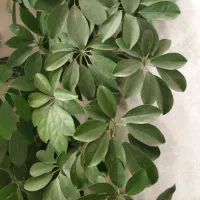 گل‌های آپارتمانی زیبا و شاداب|گل و گیاه طبیعی|صدرا-فارس, فاز ۱|دیوار