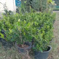 فوتونیا یاس|گل و گیاه طبیعی|کلاچای, |دیوار