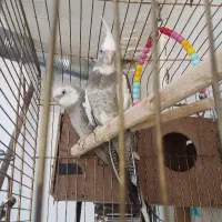 تخم گذاشتن|پرنده|مسجد سلیمان, |دیوار