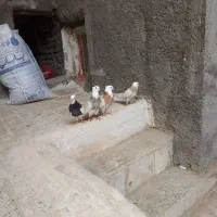 کبوتر طوقی|پرنده|هرسین, |دیوار