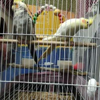 عروس هلندی نروماده