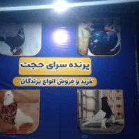 سلام دوستان بله نر رسید|پرنده|رفسنجان, |دیوار