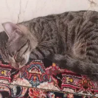 گربه ۸ماهه ماده|گربه|الیگودرز, |دیوار