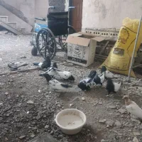 کفتر سینه سیاه