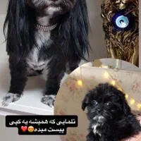 شیتزو فلت|سگ|مشهد, هنرستان|دیوار