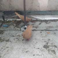 کفترزرد|پرنده|ارس, |دیوار