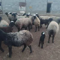 35راس میش|حیوانات مزرعه|اسفرورین, |دیوار