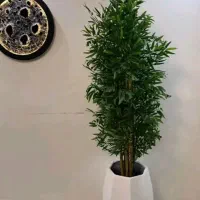 انواع درختچه