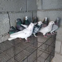 کفتر پرشی یکجایی