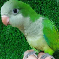 راهب دونخور|پرنده|کهریزک, |دیوار