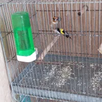 سهره دهندار بروجرد ملایر