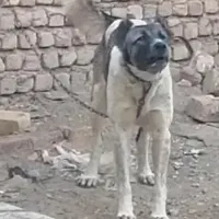 سگ گله
