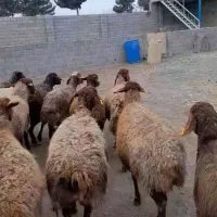 میش بره دار|حیوانات مزرعه|چناران, |دیوار