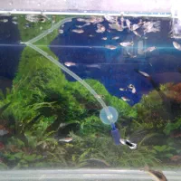 بچه گوپی|ماهی|کازرون, |دیوار