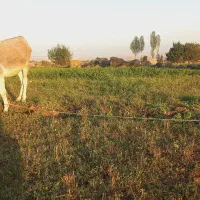 خر ماده|حیوانات مزرعه|اردبیل, |دیوار