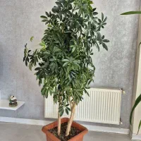 گل شفلرا و بنجامین.اریکا بزرگ و زیبا...