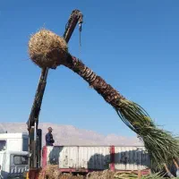 نخل ،پالم خرما پاجوش