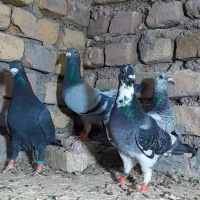 رنگه والمانی پرشی