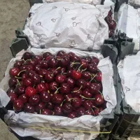گیلاس نوبرانه