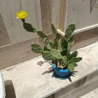 گل  و گیاه