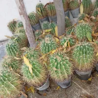 کاکتوس سالم و سرحال گلدانی