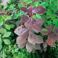 فروش عمده گل|گل و گیاه طبیعی|آباده, |دیوار