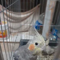 عروس هلندی|پرنده|تهران, هوانیروز|دیوار