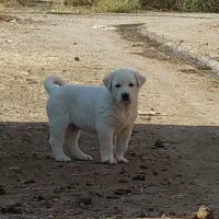 جفت توله عراقی نسل دار