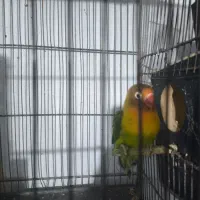 کوتوله مولد|پرنده|قم, نخودی|دیوار