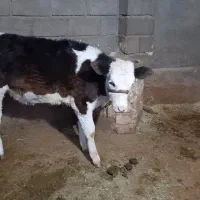 گاو وگوساله سمینتال