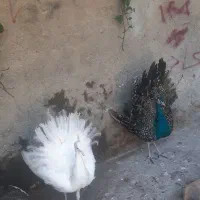 طاوس|پرنده|کرج, کمال‌شهر|دیوار