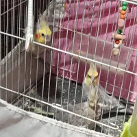 عروس هلندی فروشی دوتا نر یکی ماده