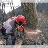 خریدهمه رقم درخت سرپا خریدارم به قیمت روز