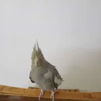 عروس هلندی سالم رودهن مهرآباد|پرنده|رودهن, |دیوار