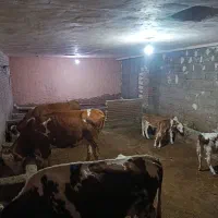 سه گاو شیری سیمنتال
