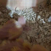 جوجه طوطی برزیلی اوپال سرنارنجی سرلاکی|پرنده|تهران, تهرانسر مرکزی|دیوار
