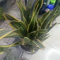 گل سانسوریا  حدوده 60شاخه