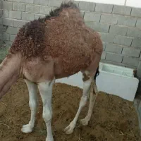بچه شتر نر
