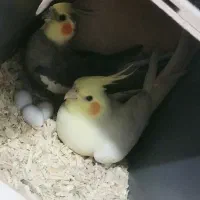 عروس هلندی مولد|پرنده|ورامین, شهرک مدرس|دیوار