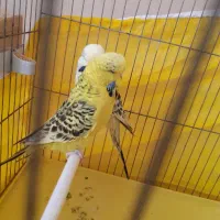 جفت مرغ عشق انگلیسی (لاسونیک) گرید آ مولد اصل|پرنده|پیرانشهر, |دیوار